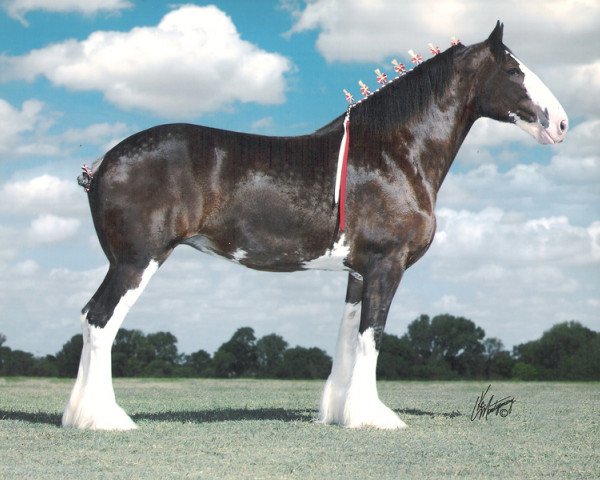 broodmare Live Oak Darby (Clydesdale, 1995, from Northwest Glenords Shea)