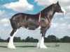 Zuchtstute Live Oak Darby (Clydesdale, 1995, von Northwest Glenords Shea)