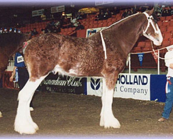 Deckhengst Maple Stone Stuart Maxton (Clydesdale, 1996, von Greendykes Maxton)