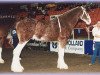 Deckhengst Maple Stone Stuart Maxton (Clydesdale, 1996, von Greendykes Maxton)