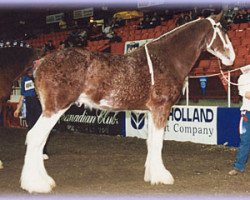 stallion Maple Stone Stuart Maxton (Clydesdale, 1996, from Greendykes Maxton)