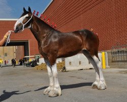 Zuchtstute 2S Barnaby's Royal Leddy (Clydesdale, 2012, von Bogton Barnaby)