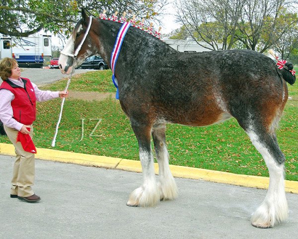 Zuchtstute 2S Grandeur's Lady Katherine (Clydesdale, 2000, von Live Oak Grandeur)