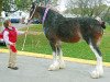 Zuchtstute 2S Grandeur's Lady Katherine (Clydesdale, 2000, von Live Oak Grandeur)