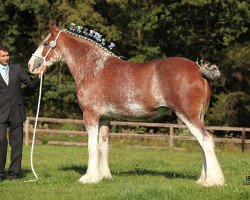 broodmare 2S Barnaby's Illustrious Belle (Clydesdale, 2009, from Bogton Barnaby)