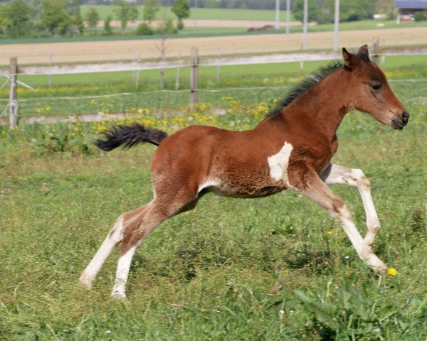 broodmare WhyNot Summer Breeze (Pinto / Pony, 2019, from WhyNot Just Joking)