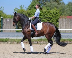 dressage horse Sienna Gold (Oldenburg, 2007, from Serano Gold)