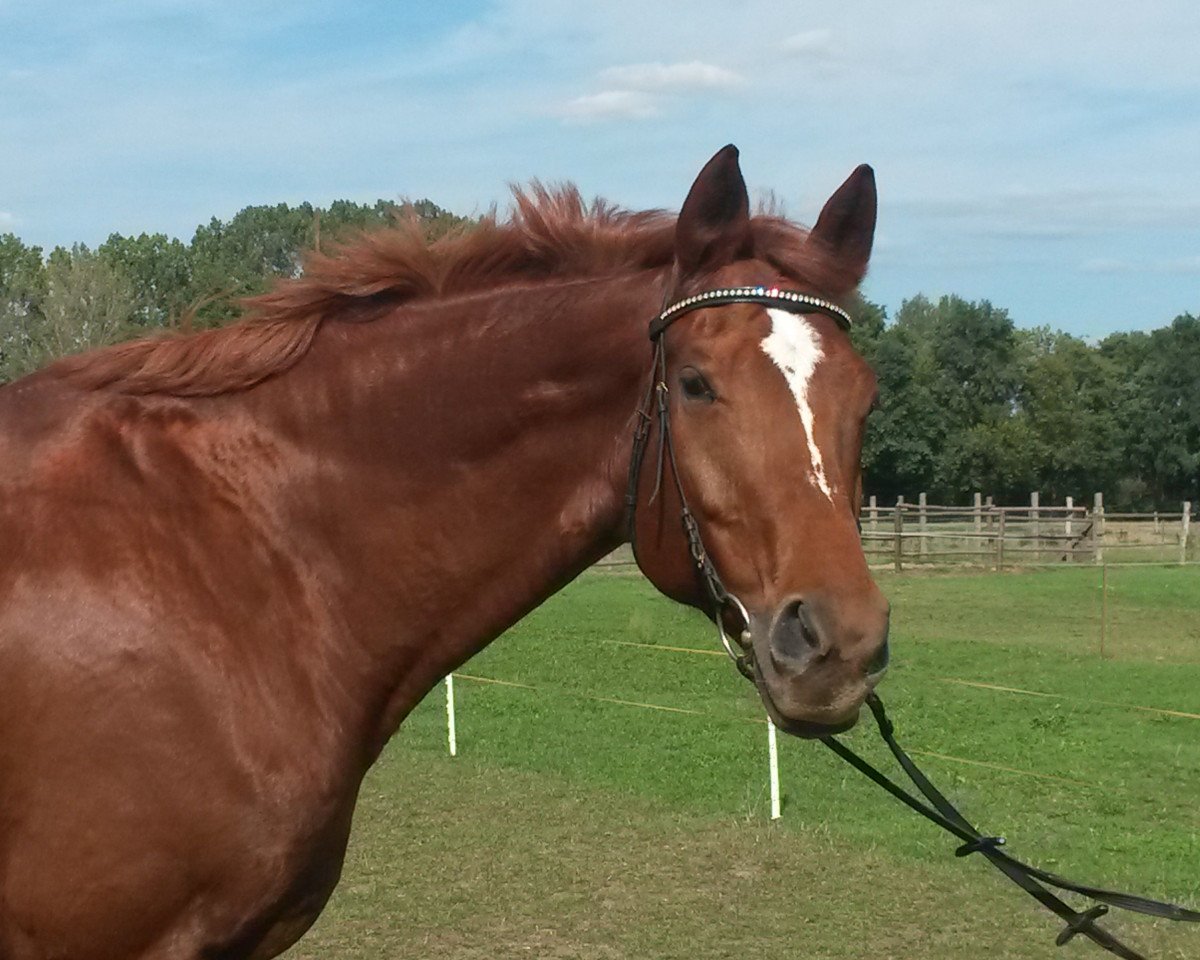 Dressurpferd Walk on Top (Zweibrücker, 2000, von Win Again)