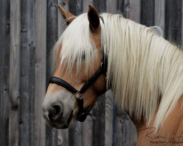 Dressurpferd Nanjo (7,13% ox) (Edelbluthaflinger, 2014, von Narius (14,26% ox))