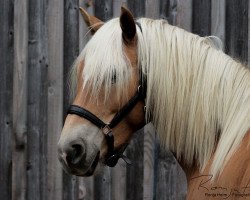 dressage horse Nanjo (7,13% ox) (Edelbluthaflinger, 2014, from Narius (14,26% ox))