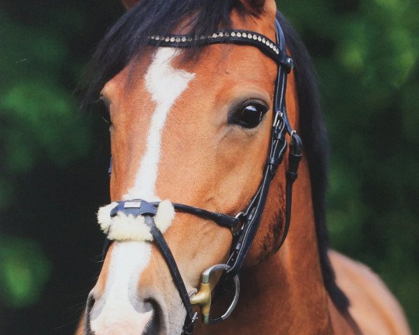 broodmare I Do (Oldenburg, 2007, from Incolor)