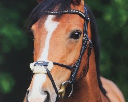 broodmare I Do (Oldenburg, 2007, from Incolor)