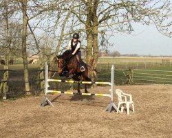 dressage horse Calido 89 (unknown, 2010)