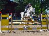 jumper Centomento (German Sport Horse, 2007, from Centolys)