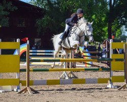 jumper Centomento (German Sport Horse, 2007, from Centolys)