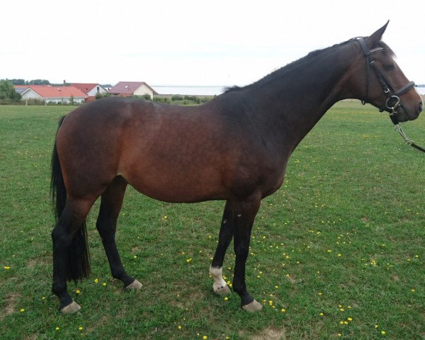 broodmare For Edita JER (Hanoverian, 2009, from First Edition 10)