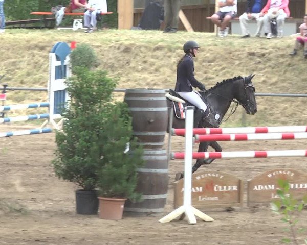 Reitturnier Wiesloch 2017