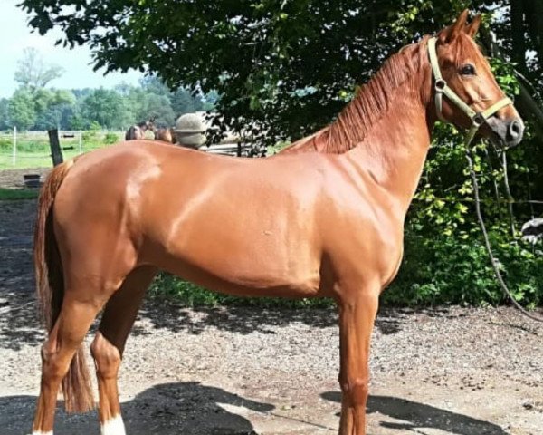 broodmare Karlinka 4 (German Riding Pony, 2015, from Kastanienhof Cockney Cracker)