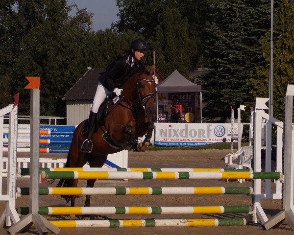 jumper Top Calino (German Riding Pony, 2012, from Timberland)