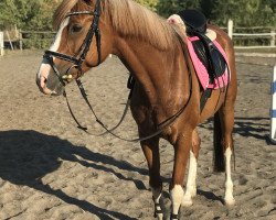 broodmare Djamila CH (German Riding Pony, 2010, from Holsteins Discounter)