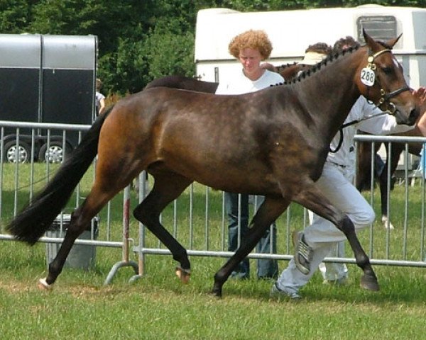 Zuchtstute Westerveld's Karline (New-Forest-Pony, 2003, von Valentino)