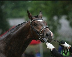 dressage horse Fritz (Oldenburg, 2013, from Franziskus FRH)