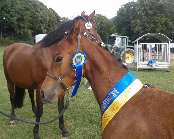 Zuchtstute Sandro's Sunshine (Österreichisches Warmblut, 2018, von Grey Top)