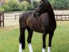 dressage horse Sir's little Keena (Danish Warmblood, 2012, from Sir Donnerhall I)