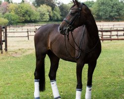 Dressurpferd Sir's little Keena (Dänisches Warmblut, 2012, von Sir Donnerhall I)