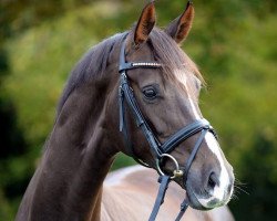 broodmare Damon's Delorange (Westphalian, 2007, from Damon Hill)