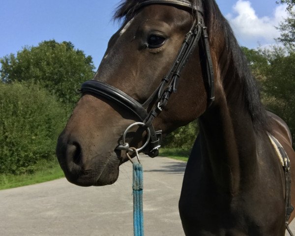 horse Riddance (Hanoverian, 2015, from Rotspon)