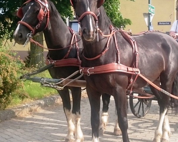 Pferd Figaro und Nabucco (Koninklijk Warmbloed Paardenstamboek Nederland (KWPN), 2010)