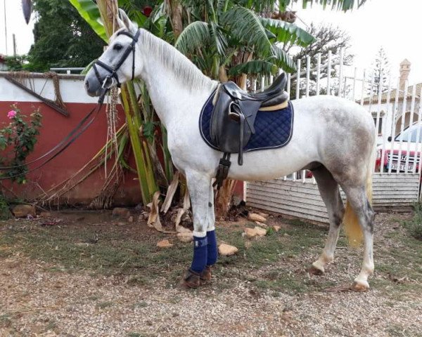 Pferd MOSQUITO (Hispano-Araber, 2013)