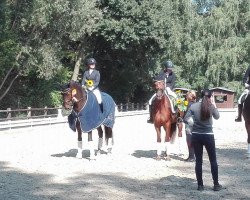 dressage horse Fine Fellow - H (Oldenburg, 2011, from Fürst Fugger)