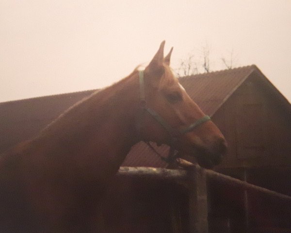 broodmare Welle (Trakehner, 1968, from Prometheus)