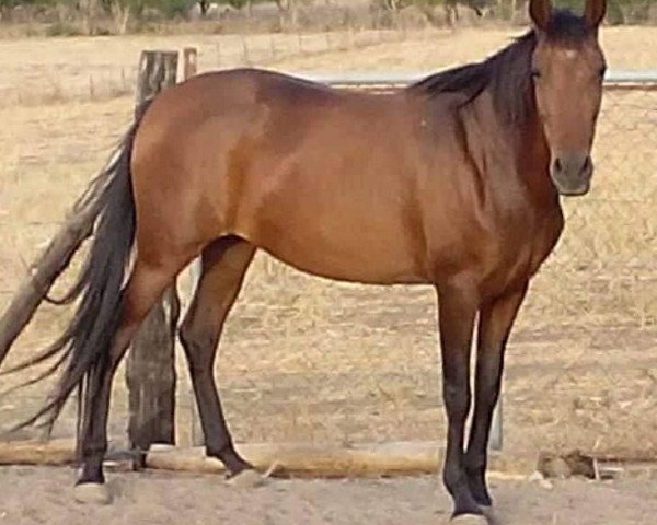 Pferd LA MISTERIOSA (Andalusier, 2007)
