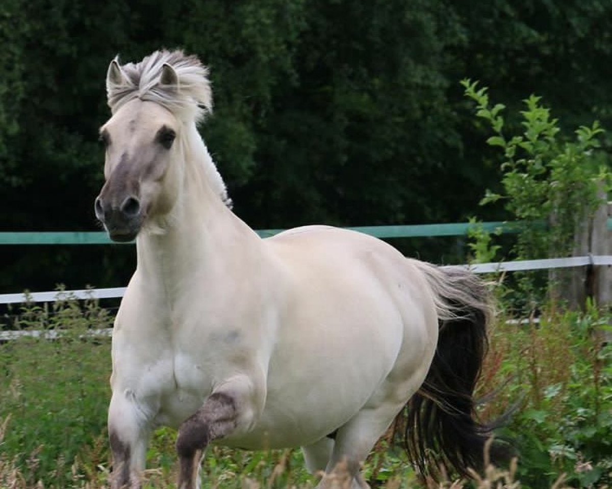 Dressurpferd Joker 577 (Fjordpferd, 2007, von Jokke)