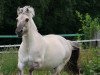 dressage horse Joker 577 (Fjord Horse, 2007, from Jokke)