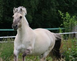 dressage horse Joker 577 (Fjord Horse, 2007, from Jokke)