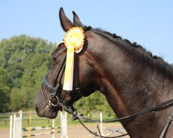 dressage horse Scuderias Pixie Lou (Westfale, 2014, from Scuderia)