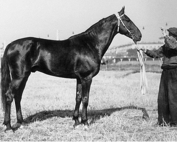 Deckhengst Gonnyj (RU) (Russischer Traber, 1950, von Gonets (RU))