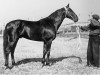 stallion Gonnyj (RU) (Russian Trotter, 1950, from Gonets (RU))