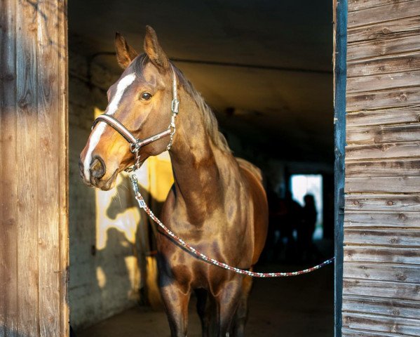 Pferd Scarlett 471 (Mecklenburger, 2001, von Sandrissimo)