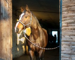 horse Scarlett 471 (Mecklenburg, 2001, from Sandrissimo)