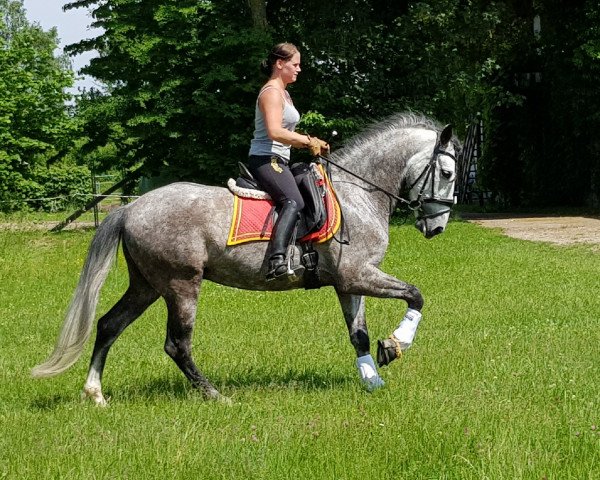 dressage horse Desperado 278 (unknown, 2012)