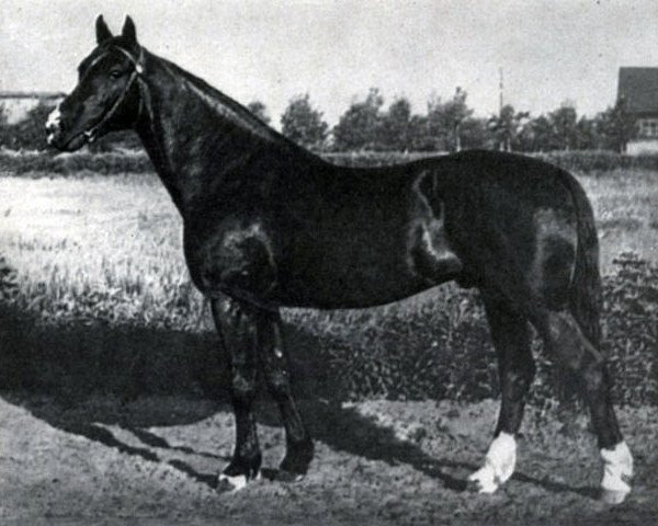 stallion Original (RU) (Russian Trotter, 1945, from Lunatik)