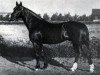 stallion Original (RU) (Russian Trotter, 1945, from Lunatik)