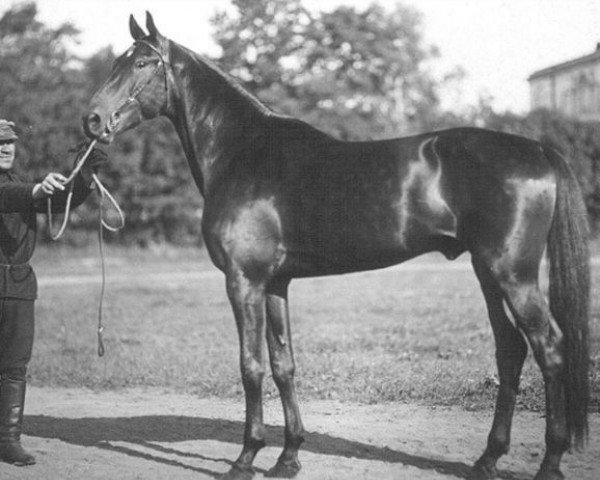 Deckhengst Zamorskoe Chudo (RU) (Orlow-Traber, 1924, von Balagur (RU))