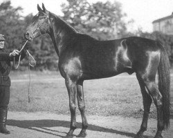 Deckhengst Zamorskoe Chudo (RU) (Orlow-Traber, 1924, von Balagur (RU))