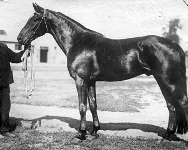 stallion Kuzbass (RU) (Russian Trotter, 1933, from Zamorskoe Chudo (RU))